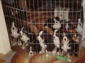 berner puppies