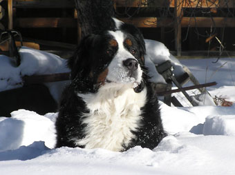 Berners resting in snow