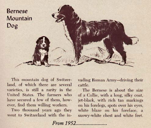 1952 Bernese in magazine