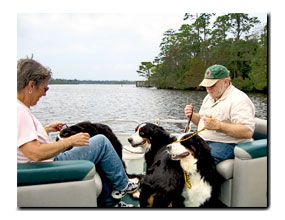 Bernese rescue dogs