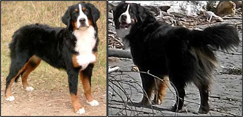 bernese mountain dog weight guide