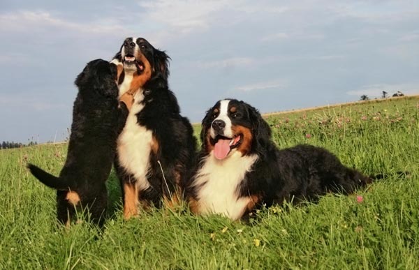 3 Berners