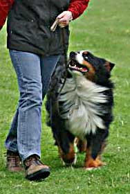 heeling Bernese