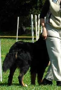 heeling with Berner