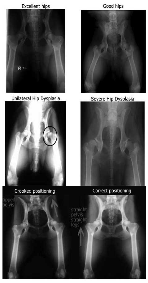 hip x-rays Bernese