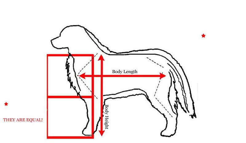 BMD Body Proportions