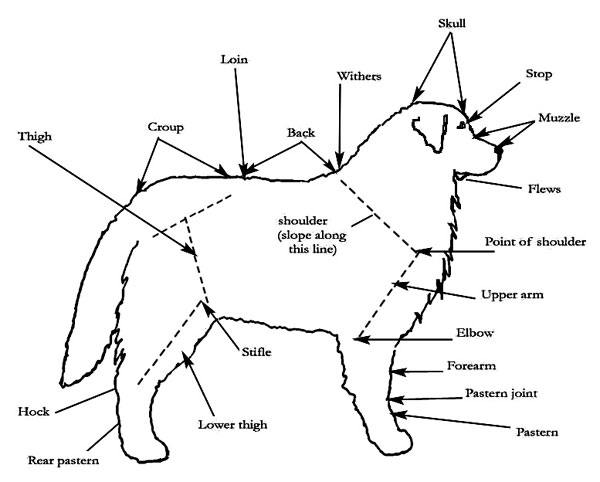 labeled dog body