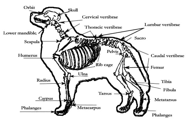 labeled skelton dog