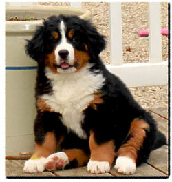 Bernese Mountain Dog puppy