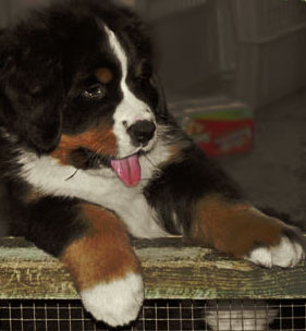 Berner puppy on fence