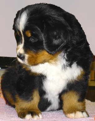 puppy