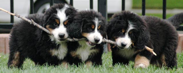 Berner pups with stick