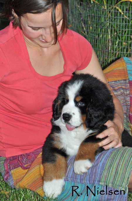 bernese puppy cuddling