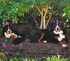 Berners in a hole