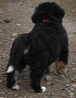 Berner on a path