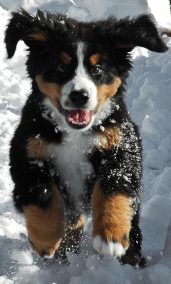 here is a bernese mountain dog coming to hug you here is an even smaller flop with